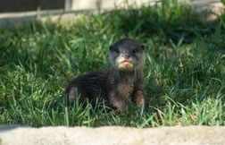 Cette loutre cherche les disparus en milieu aquatique aux côtés des chiens