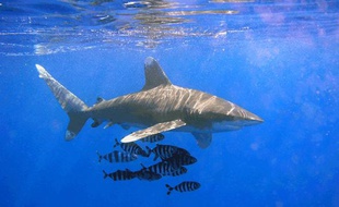 Un requin longimane au large des côtes égyptiennes en mer Rouge.