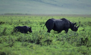 Deux rhinocéros (photo d'illustration)
