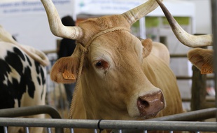 Les animaux restent les stars du salon de l'Agriculture de la région Aquitaine-Limousin-Poitou-Charentes
