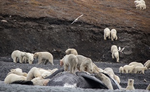 Des ours polaires se repaissent sur une carcasse de baleine en Russie.