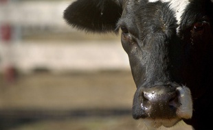 Illustration vache