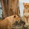 La Tanzanie va relocaliser 36 lions après des attaques contre des humains