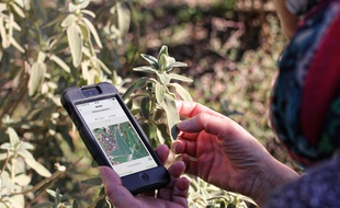 PlantNet a été créée il y a dix ans à Montpellier