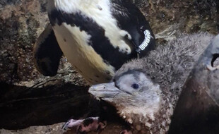 Le bébé manchot né à Montpellier