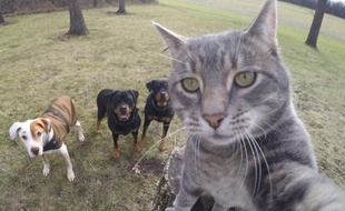 Manny, le chat qui prend des selfies.