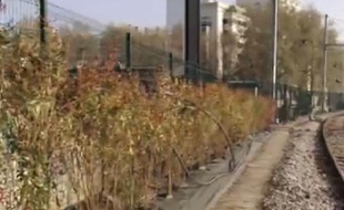 Des buissons épineux sont mis en place par la SNCF le long des voies ferrées.