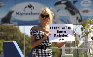 En août 2017, l'actrice Pamela Anderson dénonçait déjà les conditions de captivités des animaux à Marineland, à Antibes.