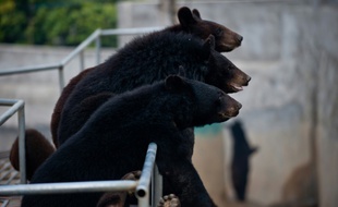 Des ours dans une ferme d'une entreprise qui commercialise la bile d'ours à Hui'an, en Chine, le 22 février 2012