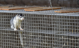 Illustration d'un vison en cage.