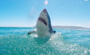 Un grand requin blanc photographié en Afrique du Sud. (Photo illustration)