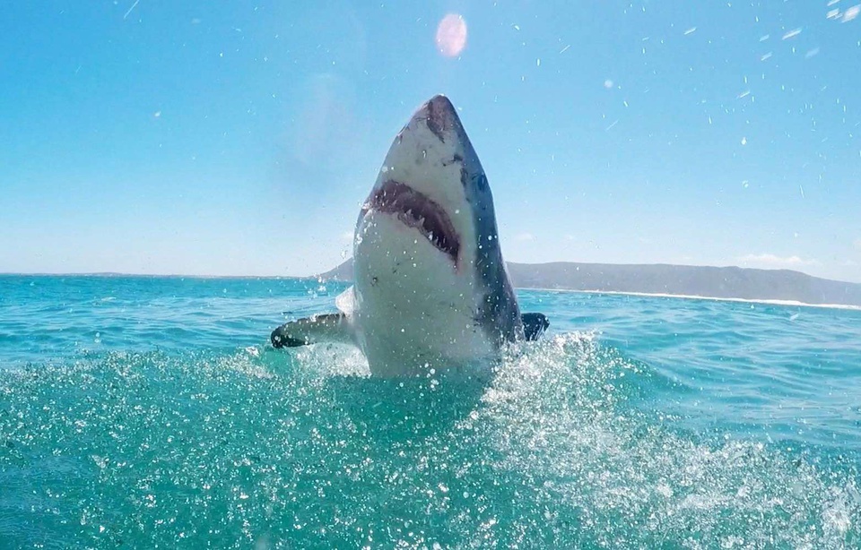 L'année Du Requin Lieu De Tournage « L’année du requin » en tournage cet été sur le bassin d’Arcachon