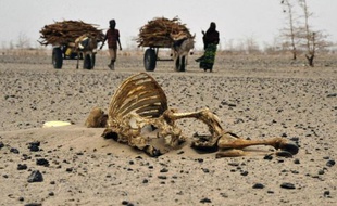 Des habitants d'une région du Kenya frappée par la sécheresse passent devant des carcasses de bétail, le 20 juillet 2011 au nord-est de Nairobi