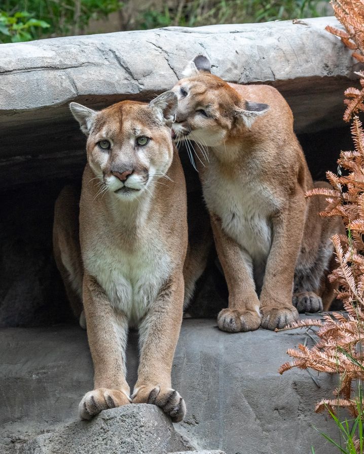 Les pumas de l’hémisphère Nord s’accouplent généralement entre décembre et mars afin que les petits naissent durant la belle saison, mais ils peuvent se reproduire toute l’année. 