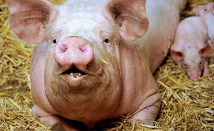 Un cochon (illustration).