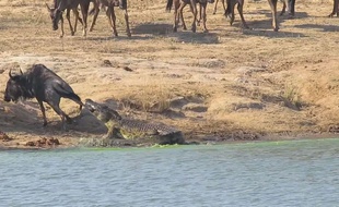 Un crocodile tente de manger un gnou avant que deux hippopotames ne viennent sauver le bovidé dans le parc Kruger en Afrique du Sud.