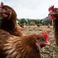 La flambée épidémique de la grippe aviaire continue