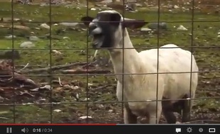 La goat version, littéralement la «version chèvre», déboule sur YouTube