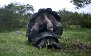 Les tortues des Galapagos en plein acte de reproduction, en janvier 2015 sur une île équatorienne.