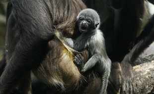 Le bébé singe araignée, né le 9 septembre au zoo Santa Fe de Medellin (Colombie).