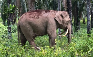 Un éléphant pygmée de Bornéo qui a la particularité d’avoir des défenses « en dents de sabre » a été découvert en Malaisie le 12 août 2016.