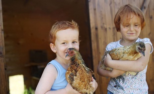 De plus en plus de familles font la démarche d'adopter des poules, animaux de compagnie qui mangent les déchets et fournissent des œufs frais.