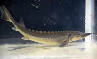Il était sur terre il y a 200 millions d'années et se retrouve aujourd'hui au bord de l'extinction. L'esturgeon européen, poisson migrateur jadis prisé pour son caviar, fait l'objet dans le bassin de la Gironde d'un repeuplement encourageant, même si son sauvetage n'est pas encore gagné.
