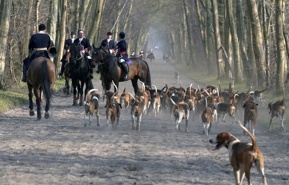 https://img.20mn.fr/E9H7-YVHQyOtpe1af4ew9Q/960x614_depuis-2005-7-propositions-loi-relatives-interdiction-chasse-courre-illustration.jpg