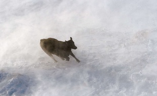 Au Texas, le blizzard a tué près de 15.000 vaches - Illustration.