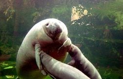 Lamantins : les parcs zoologiques peuvent-ils les sauver ?
