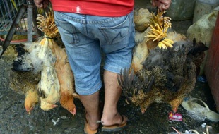 Une grippe aviaire peut en cacher une autre. Au moment où la Chine est aux prises avec une nouvelle souche de la maladie, le Cambodge essaye de comprendre pourquoi le virus H5N1, apparu dans la région en 2003, a refait surface, plus mortel que jamais.