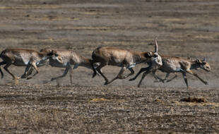 Des antilopes saïga (photo d'illustration).