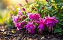 Il est urgent d’adopter ces astuces naturelles pour des fuchsias éclatants et économes en eau tout l’été