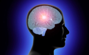 Illustration d'un cerveau humain.