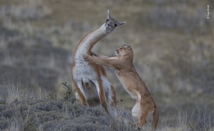 Le puma porte son attaque sur un lama dans la région patagonienne de Torres del Paine, au Chili.