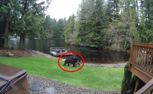 Un ours se promène avec son dîner. Il n'est pas végétarien - Le Rewind (video)