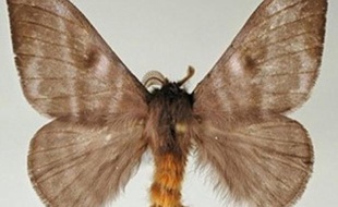 Un papillon à poils, nommé Hylesia Metabus.
