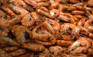 La Commission européenne a infligé mercredi une amende de 28,7 millions d'euros à quatre négociants en crevettes de la mer du Nord pour leur participation à une entente en violation des règles de l'UE en matière d'ententes et d'abus de position dominante.