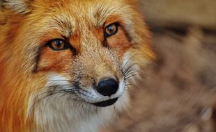 Illustration d'un renard.