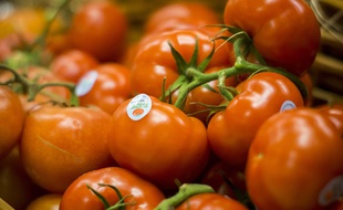 Des tomates.
