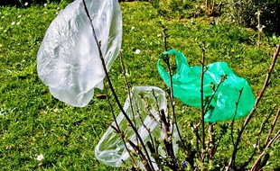 Illustration de sacs plastiques dans des arbustes.