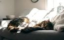 D’un dormeur paisible à un félin agité : le signal silencieux à ne pas négliger pour la santé de votre chat