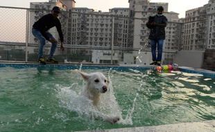 Les chiens ont accès à la piscine.