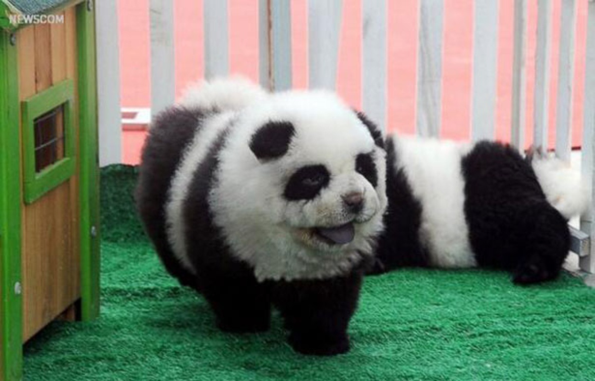Les chienspandas, la nouvelle folie des Chinois