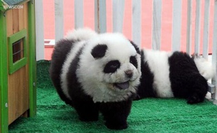 Un chien toiletté pour ressembler à un panda, en Chine.