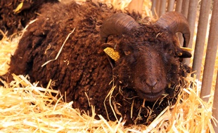 Un mouton d'Ouessant, au Salon de l'agriculture le 23 février 2015.