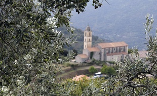 Un olivier à Sainte-Lucie de Tallano, en Corse