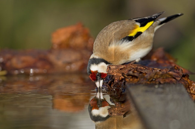 En France, le chardonneret a enregistré une baisse de 40 % de ses effectifs depuis dix ans selon l’Union internationale pour la conservation de la nature (UICN).