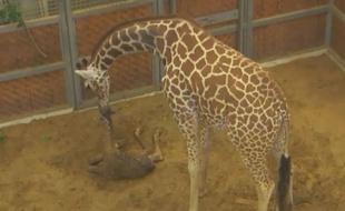 Katie la girafe et son petit