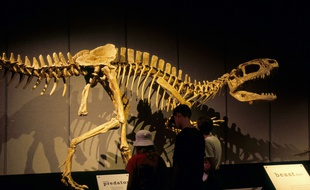 Dinosaure, illustration